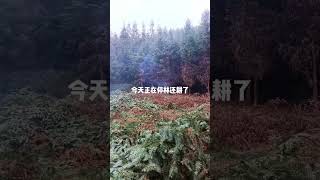 20221213 四川宜宾 政府响应退林还耕号召，大面积砍伐杉树