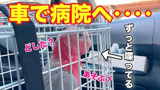 病院行きをパパとのデートと勘違いしてウキウキが止まらないオウムが可愛すぎたw【モモイロインコ】