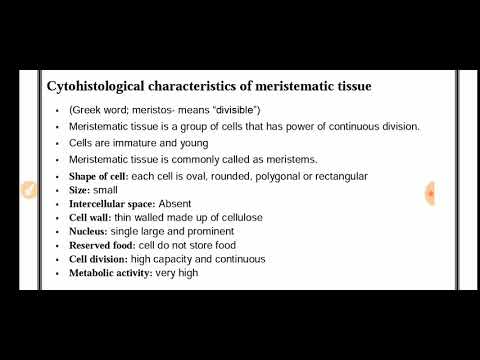 Cytohistological Characteristics Of Meristematic Tissues + Initial ...