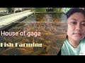 BACKYARD FISH FARMING BY HOUSE OF GAGA