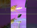 snapping shrimp aka “pistol shrimp” launching cavitation bubbles