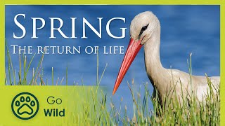 Spring - The Return of Life - The Secrets of Nature