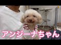 【vlog】ひとりでスポット巡り 6『保護犬カフェ寺田町店』編