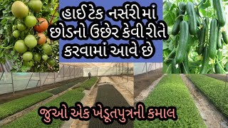 #Hightech_nursery હાઇટેક નર્સરીમાં કેવી રીતે છોડ ને ઉછેરવામાં આવે છે..