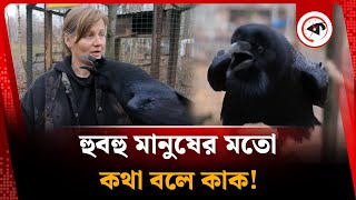 হুবহু মানুষের মতো কথা বলে কাক, আছে আরও গুণ | The Talking Crow | Moscow | Kalbela