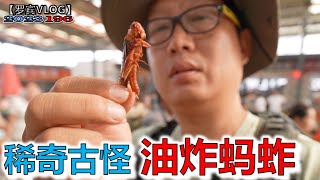 云南弥勒农贸市场稀奇古怪的东西真多，油炸蚂蚱敢吃吗？【罗宾VLOG】