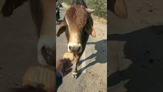 खुंखार नंदी #cow #ytshorts #gaumata #youtubeshorts #trendingshorts #nandi #shorts #jallikattu #bail