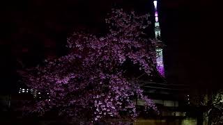 東京スカイツリー　ライトアップ　桜　舞　2022　☆　2022年3月21日　　弘福寺　桜　さくら　墨田区　隅田公園