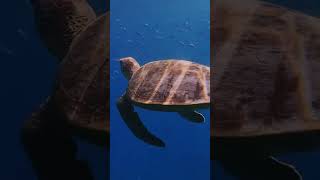 Green sea turtle cruising through the blue