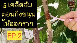 5 เคล็ดลับ ตอนกิ่งขนุนให้ออกราก EP 2