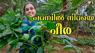 പറമ്പിൽ നിറയെ ചീര😍| A Day in My Life | How to grow Spinach/Cheera at home in 15 days | Cheera krishi