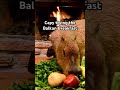 capy trying the balkan breakfast #capybara