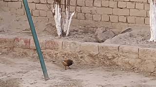 Rufous Treepie ( Dendrocitta vagabunda ) in the garden