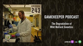 EP:243 | The Degradation of Wild Mallard Genetics