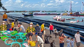Đô Thị Lấn Biển Cần Giờ Lớn Nhất Nước Ta | Chợ Hàng Dương Mua Hải Sản Chế Biến Tại Chỗ