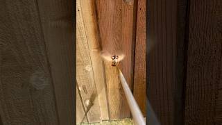 Fence Staining in Arlington Texas! Viridian neighborhood with Pecan! #fence staining e