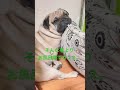 【パグ】お風呂嫌だ。 パグ pug 日常 shorts 癒し 犬 犬のいる暮らし