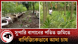 সুপারি বাগানের পতিত জমিতে বাণিজ্যিকভাবে আদা চাষ | Ginger Cultivation | Hatibandha | Kalbela