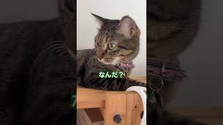 熟睡中猫さんにちょっかい出すパパ　#うちのねこ #猫のいる暮らし