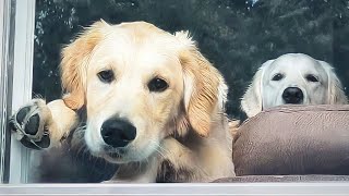 Golden Retriever's Grandma Saves The Day