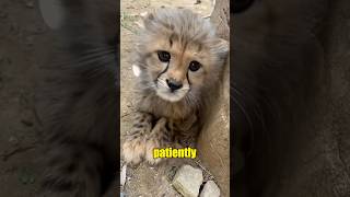 When I raised a cheetah from a Cub to full-grown...#shorts #animals #cheetah