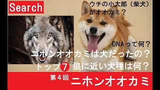 第4回　ニホンオオカミ　オオカミに近い犬種トップ7　ニホンオオカミは犬だった？　DNAって何？　search　探すチャンネル