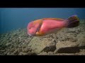 12月中旬　山口県長門市青海島紫津浦ビーチ　クサウオ　ミジンベニハゼ