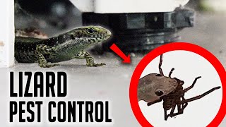 Aussie man puts lizards in his house to eat spiders