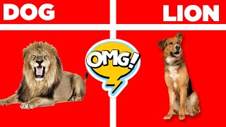 DOG VS LION 😂|Around the world and tech shorts | #shorts