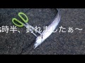 fishingmax芦屋店 雨でもタチウオ ^з^ ☆