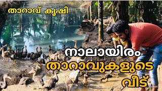 താറാവ് കൃഷി | നാലായിരം താറാവുകളുടെ ഒരു അത്ഭുത ലോകം | sana n basil vlogs