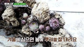 석부작! 누구나 만들 수 있어요~ MBN 210210 방송