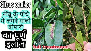 Citrus canker | नींबू की खेती | नींबू में लगने वाले रोग  | Praveen Thakur | Xanthomonas axonopodis