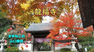 山口市の龍福寺。＃山口県＃山口市＃紅葉＃神社仏閣＃名所＃散歩＃旅行