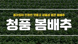 맛좋은 청품 봄배추 \u0026 더기반