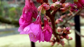 2021/02/12　高昌寺の孝子桜　咲き始め　～愛媛県内子町～