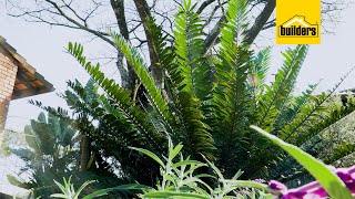 How To Handle Caterpillars On Your Cycads