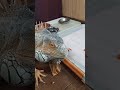 グリーンイグアナ　スイカあげてみたー！ ggreeniguana