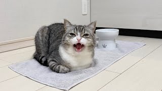 「ごはん食べる？」と聞いたら元気に返事するようになった猫がこちらですw