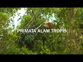 JEJAK PETUALANG | PRIMATA ALAM TROPIS (01/05/21) Part 1