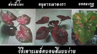 สุดง่าย!! วิธีเพาะเมล็ดบอนสีแบบง่าย งอกเร็ว