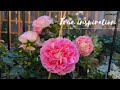 TRUE INSPIRATION SHRUB ROSE  / TRUE BLOOM ROSES