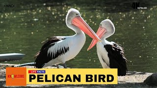 Pelican bird | रोजी पेलिकन के बारे में महत्वपूर्ण तथ्य | हिंदी डाक्यूमेंट्री | Life Facts | EP#24