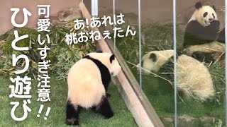 ナナメ上すぎて謎😂遊び方のクセに笑いが溢れるw芸達者 子パンダ楓浜🍁