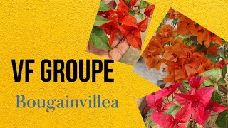 VF Groupe Bougainvillea.