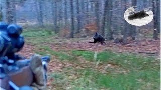 Great drive-wild boar hunting-Polowanie zbiorowe na dziki-Wildschwein Drückjagd Chasse Sanglier