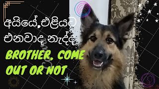 Bruno- Brother, come out or not (අයියේ ,එළියට එනවාද නැද්ද)#shortsfeed #short #shorts #dog #dogs