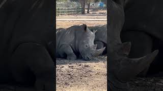 Meet rhinos at rest #youtube #youtubeshorts #rhino #ytshorts #shorts