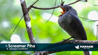 Screaming Piha  - Birds of Colombia  - Manakin Nature Tours