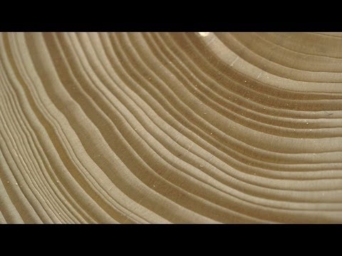 What can the rings of a tree tell you?